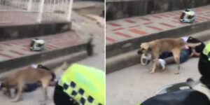Video | Perro orina a hombre mientras es capturado por hurto en Barranquilla