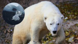 Video | Camarógrafo captó momento en que un oso polar juega en el mar y se hace viral