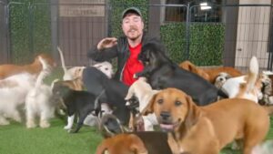 Mr Beast ayudó a más de 100 perritos callejeros para que fueran adoptados, ¿cómo hizo?