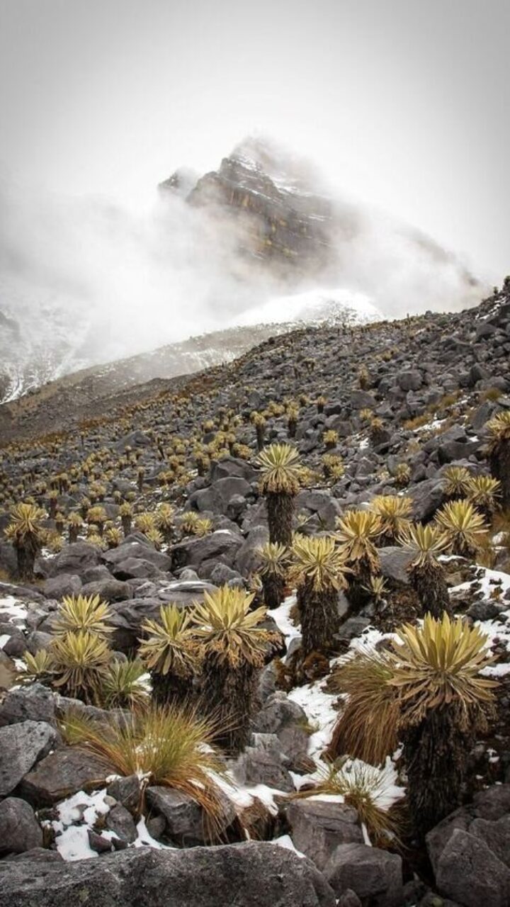 Parques Nacionales Naturales de Colombia: más del 60% estarían en riesgo, le explicamos