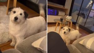 Video | Ramoncito, el perrito que cautiva las redes con su curiosa reacción