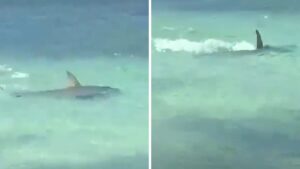 Video | Turistas en San Andrés vivieron susto cuando un tiburón se les acercó en la playa
