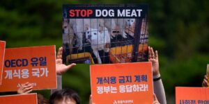 Corea del Sur prohibirá la cría y venta de carne de perro para consumo humano