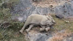Video | Mamá e hijo elefantes reencontrándose tras ser separados, ¿preparado para llorar?
