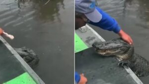 Video | Hombre alimentó y acarició a cocodrilo ante la mirada atónita de quienes lo vieron