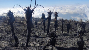 Preocupante: incendios forestales en Colombia arrasan frailejones en Páramo de Berlín