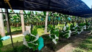 Alerta en el sector bananero: hace 15 días no llueve en Urabá