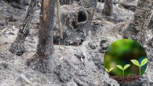 ¿Cuánto tiempo debe pasar para replantar la tierra quemada por los incendios forestales?