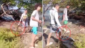 Video | Captan en cámaras a jóvenes cazando pelícanos en Barranquilla