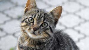 Día Internacional del Gato: siete datos curiosos que seguro no sabías de este animal