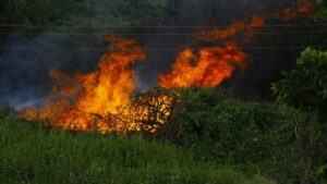 Incendios forestales en Chile dejan a 19 personas muertas