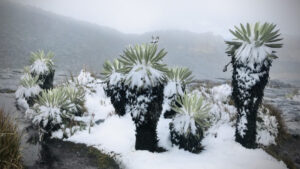 ¡Esperanzador! Volvió a nevar en El Cocuy luego de intensa ola de calor