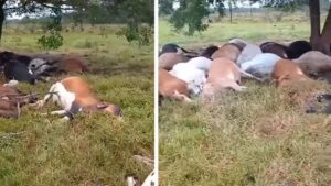 Video | Un rayo mató a más de 30 cabezas de ganado en Caquetá durante una fuerte tormenta