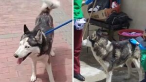 Rescatan a Zeus, perrito que era abusado sexualmente en el sur de Bogotá