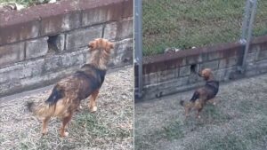 Video | Perrito ocasionó que operaciones en Metro de Medellín se detuvieran, ¿qué pasó?