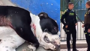 Video | Indignación en Bogotá: comunidad denuncia que policía habría disparado a un perro