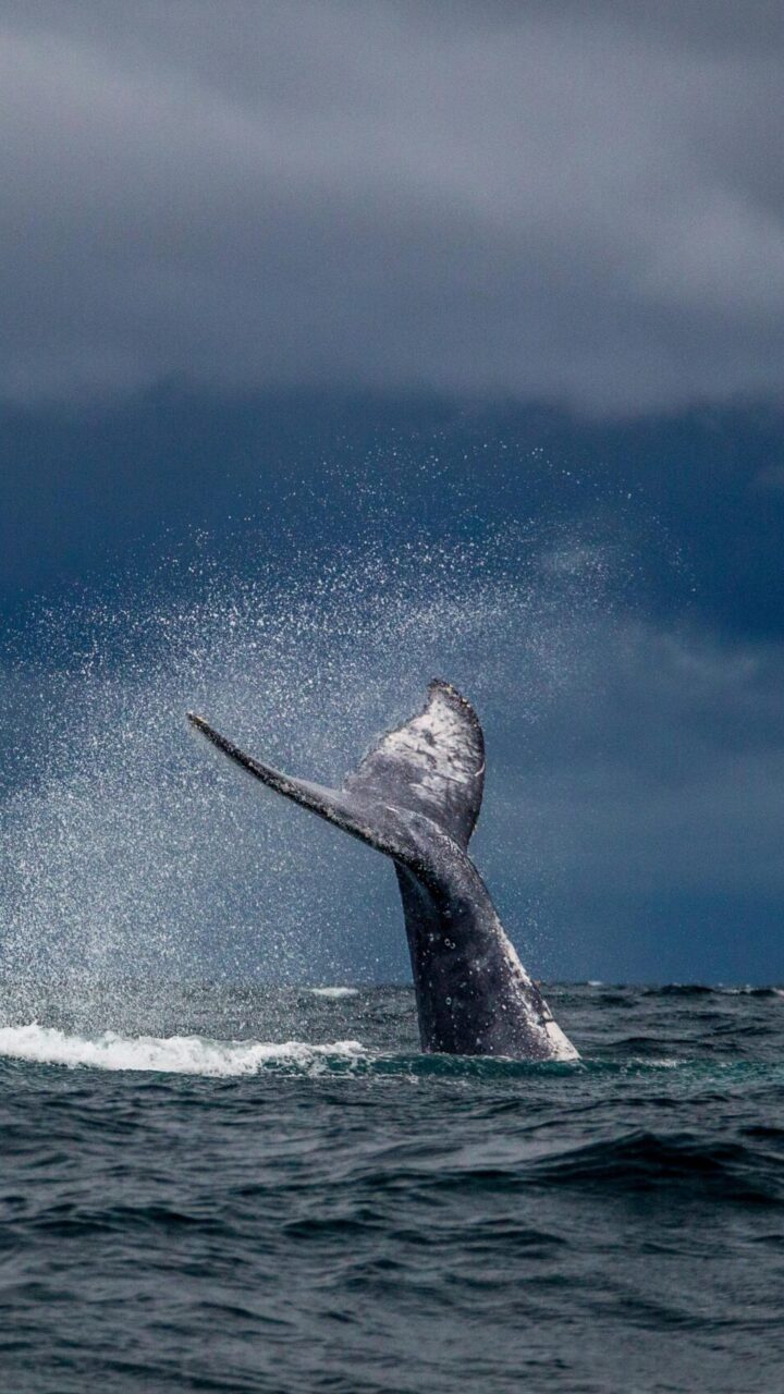 Día Mundial de las Ballenas: todo lo que tienes que saber sobre ellas en  Colombia - Canal 1