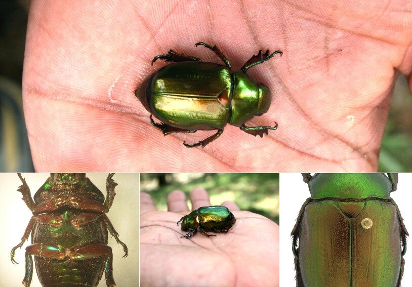 escarabajo colombia 