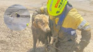 En video queda registrada la heroica operación de bomberos para salvar al perrito Bruno
