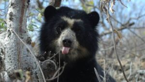 Video | Como Pedro por su casa: avistamiento de oso de anteojos en Chingaza