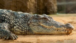 Revelan aterradora fotografía de Pepe: el supuesto cocodrilo que vivía en el Bronx