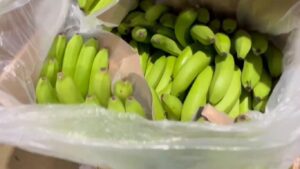 Incautan una tonelada y media de cocaína camuflada en bananos: iban para Suiza y México