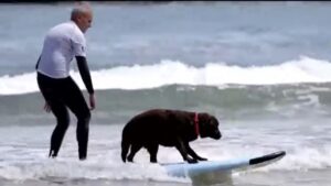 Video | ¡Perritos surfistas! Peludos compiten con sus dueños sobre las olas de España