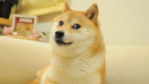 Murió Kabosu, la perrita japonesa que inspiró el meme Doge: Se fue silenciosamente