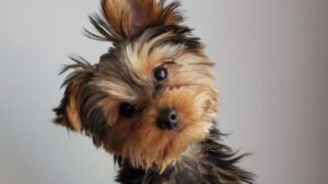 Video | Emocionante: perrito aprendió lenguaje de señas para entender a su dueña