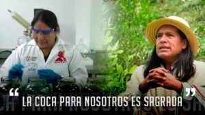 Resguardos indígenas luchan por reconvertir la hoja de coca para vencer al narcotráfico