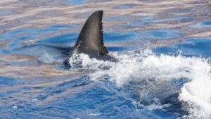 Video | Tiburón de 2 metros siembra temor en Gran Canaria y obliga a cerrar la isla