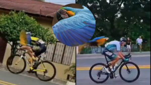 Una guacamaya azul fue líder en la Vuelta a Colombia: estas son las fotos virales
