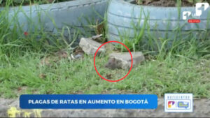 ¿Por qué vemos tantas ratas en las calles de Bogotá?