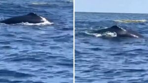 Increíble avistamiento: ballenas piloto causan sensación en la desembocadura del Magdalena