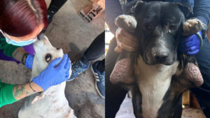 Distrito rescata dos perritos que eran fuertemente maltratados en una casa en Bosa