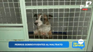 Rescate animal en 2024: historias y cifras impactantes del maltrato a mascotas