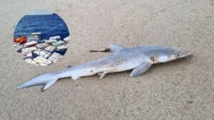 Impactante hallazgo: 13 tiburones en la costa de Río de Janeiro dan positivo para cocaína