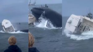 Ballena jorobada provocó un impactante incidente en New Hampshire, Estados Unidos