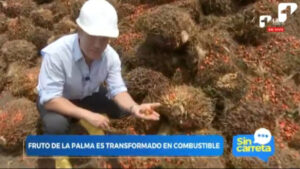 Transformación del fruto de la palma en biodiésel en el Meta: un proceso asombroso