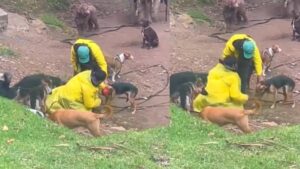 Video | Denuncian que paseadores de perros hicieron tragar tierra a un canino en Bogotá