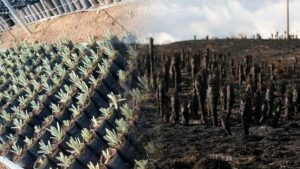 Siembran 400 frailejones en el páramo de Santurbán para reforestar la zona tras incendios