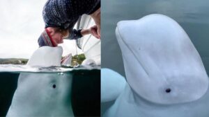 Encuentran muerta a la ballena espía Hvaldimir en Noruega: ¿qué pasó?