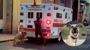 Video | Historia de Toño, el perro que corrió detrás de ambulancia para no dejar a su amo