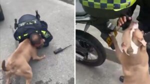 Video | Policía disparó a un perro que mordía su mano en medio de un procedimiento