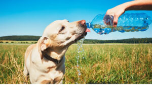 Animales tambien sufren las consecuencias de las altas temperaturas en Colombia