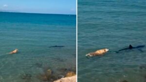 Video | Perrito en una playa desafía las olas para acercarse a un tiburón