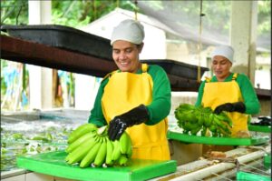 La batalla comercial de los productores de banano colombiano por lograr un precio justo