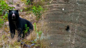 Video | Captan a un oso paseando por un terreno seco del embalse de Chuza: hay alarma