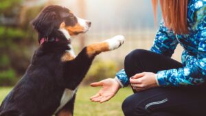 Estos son los 3 TRUCOS para adiestrar a su perro en casa, según expertos