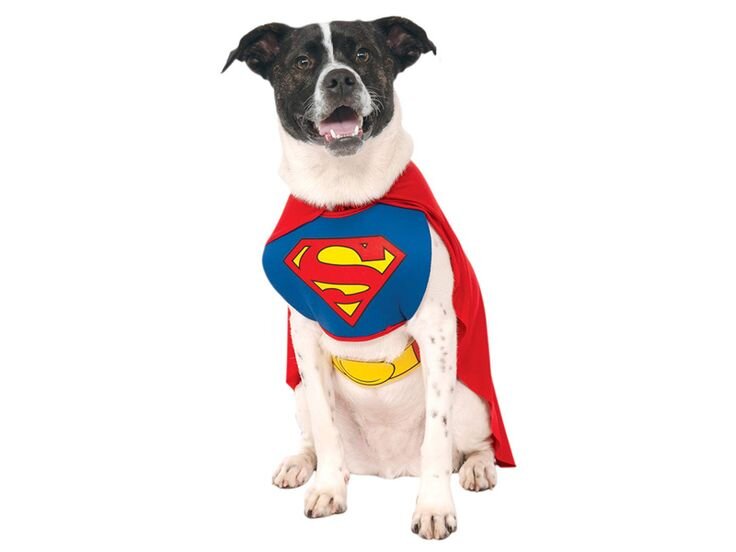 Perro disfrazado de Superman